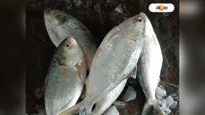 Hilsa Fish Bangladesh : ঝাঁকে ঝাঁকে ধরা পড়ছে ইলিশ, দাম কি মধ্যবিত্তের নাগালে?