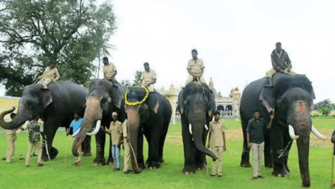 elephants training