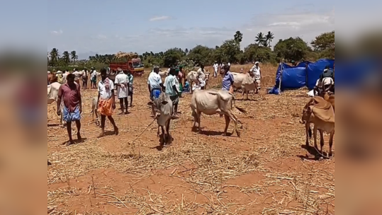 திண்டுக்கல்- கோவில் திருவிழாவில் கூடிய மாட்டுச் சந்தை;  6 கோடி ரூபாயக்கு மாடுகள் விற்பனை!