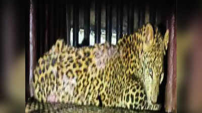 Pune Leopard : सर्वजण झोपेत असताना बिबट्या घरात शिरला, सकाळी जाग येताच...; पुण्यातील थराराची सर्वत्र चर्चा