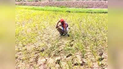 Mirzapur में सूखे के हालात, किसानों के माथे पर चिंता की लकीरें, डीएम ने मांगी रिपोर्ट