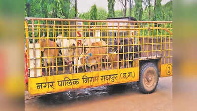 Chhattisgarh News: सड़क पर टहलने वाले पशुओं के मालिकों से वसूला जाएगा जुर्माना, रेडियम बेल्ट और टैगिंग लगाने के निर्देश