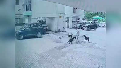 Ghaziabad की सोसायटी में आवारा कुत्तों ने बच्ची को घेर लिया, फरिश्ता बनकर आए डिलीवरी बॉय ने बचाई जान