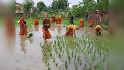 Gaya News Live Today: थाईलैंड के स्टिकी राइस की बिहार में खेती, विदेशी बौद्ध भिक्षु खुद कर रहे धान की रोपनी