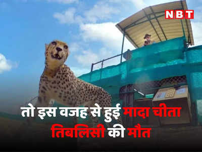 Cheetah Death: तो इस वजह से हुई मादा चीता तिबलिसी की मौत, तेजस और सूर्या की जान भी ले चुका है ये वायरस