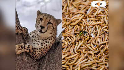 Kuno Cheetah Death Reason : শরীরে বাসা বেঁধেছিল শয়ে শয়ে ম্যাগট! কুনোর চিতা মৃত্যুতে প্রকাশ্যে বিস্ফোরক রিপোর্ট