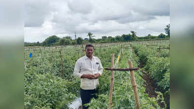 अमरावतीच्या शेतकऱ्याने केली कमाल, लालसोना टोमॅटोमुळे झाला मालामाल, २ एकरात कमी खर्च करून लाखोंचे उत्पन्न