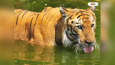 Sundarban Royal Bengal Tiger : ভারতের রয়্যাল বেঙ্গলই মান রাখবে বাংলাদেশের