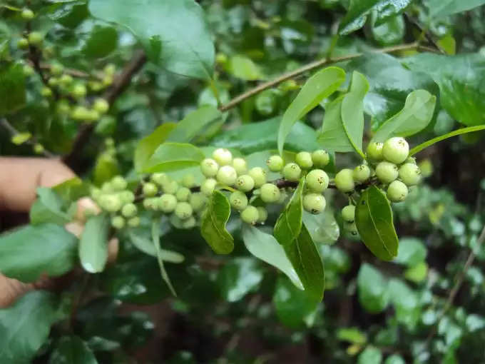 ​ಗುಗ್ಗುಳ​