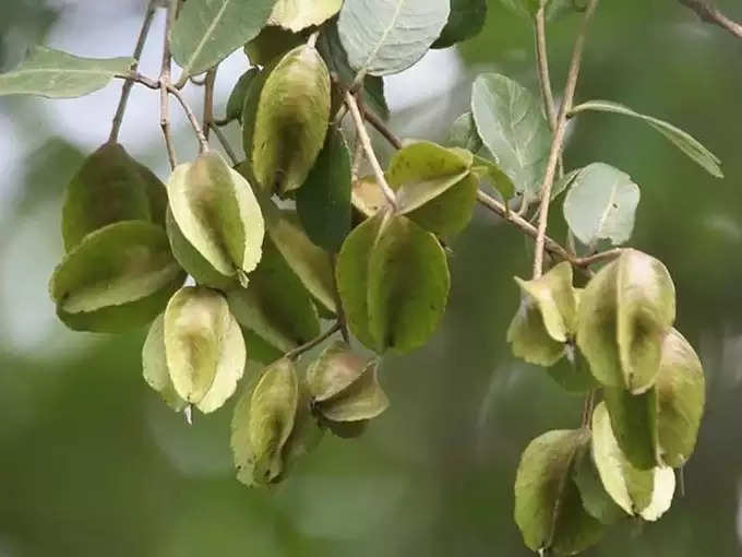 ​ಅರ್ಜುನ ಮರದ ತೊಗಟೆ​