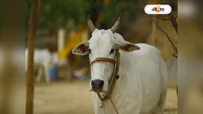 Cow National Animal : জাতীয় পশু হোক গোরু, লোকসভায় BJP সাংসদের প্রস্তাব ঘিরে হইচই