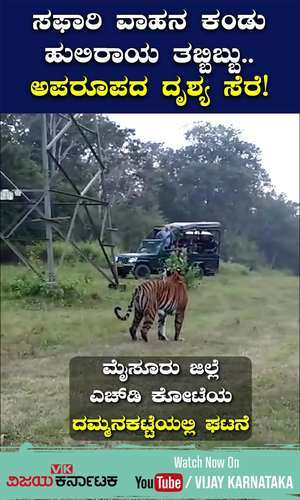 vijaykarnataka/cities/mysuru/tiger-spotted-by-tourists-video-goes-viral