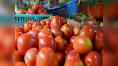 टोमॅटो विकून ४० लाख कमावले, कोट्यधीश होण्याचा विश्वास; शेतकरी म्हणतो, आता फक्त गृहलक्ष्मी हवी
