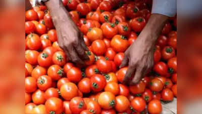 Tomato Price: पिछले हफ्ते तीन में से एक परिवार ने ₹200+ किलो के रेट से टमाटर खरीदा