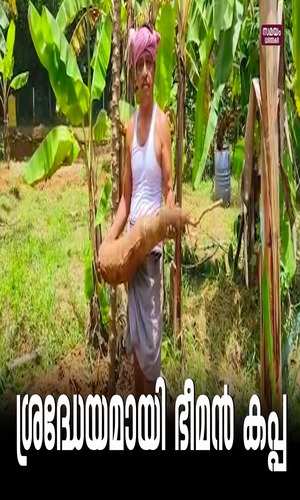 samayam/kerala-videos/thrissur/as-a-curious-sight-the-giant-tapioca-that-grew-in-mohandass-farm