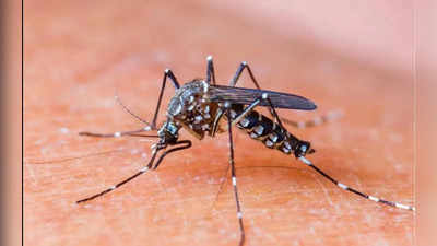 हो जाएं अलर्टः 5 दिन में दिल्ली में डेंगू के 105 केस, जान लें डेंगू फीवर के होते हैं 3 स्टेज