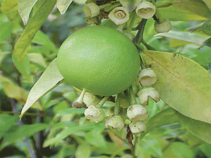 नारंगी का पौधा