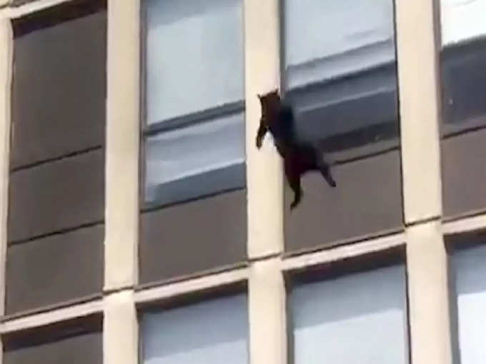 cat fall from building