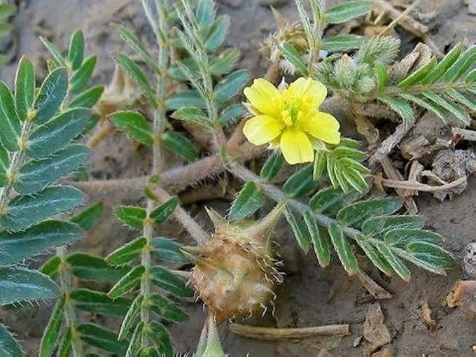 गोक्षुर के पत्ते