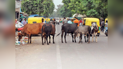 ગ્યાસપુરમાં ટૂંક સમયમાં બનશે ગાયો માટેનું CNG સ્મશાન, ₹6 કરોડના ખર્ચે થશે તૈયાર