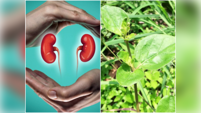 Herbs For Kidney Health: ఈ 5 ఆకులు.. మీ కిడ్నీలను ఆరోగ్యంగా ఉంచుతాయ్‌..!