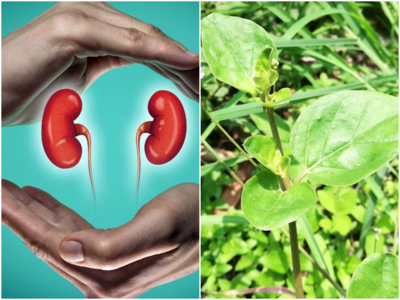 Herbs For Kidney Health: ఈ 5 ఆకులు.. మీ కిడ్నీలను ఆరోగ్యంగా ఉంచుతాయ్‌..!