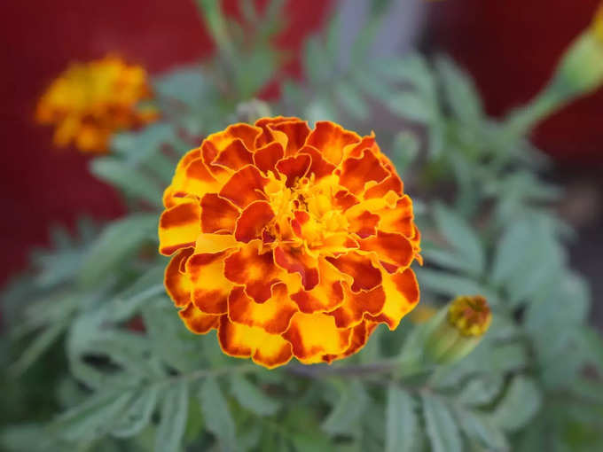 marigold