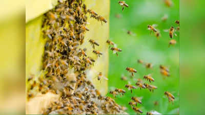 Agra News: बैठे-बिठाए आ गई मौत, जानिए आखिर कैसे मधुमक्खियां के हमले से किसान ने गंवाई जान?