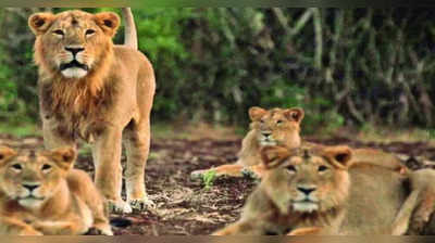 World Lion Day 2023: भारतातील सिंहाना हवंय दुसरं घर; गीरशिवाय इतर अधिवासाचीही गरज, कारण...