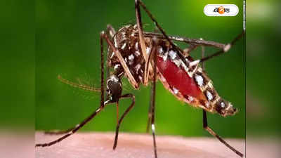Dengue Fever : তিন ধাপ নজরদারিতে মশা ধ্বংসের প্ল্যান