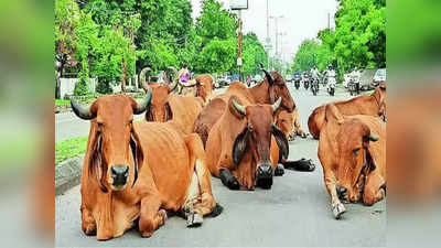 રસ્તે રખડતાં ઢોર સત્તાધીશોને નથી દેખાતાં! સુરતમાં એક નાગરિકની ફરિયાદ સામે કર્યા આંખ આડા કાન