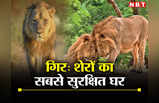 World Lion Day 2023: शेरों की आबादी के साथ बड़ा हो रहा है जंगल के राजा का घर, गिर के 10 दिलचस्प फैक्ट्स