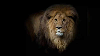World Lion Day: বীর ও আত্মবিশ্বাসী! আজ বিশ্ব সিংহ দিবসে চিনে নিন রাজার রাজা সিংহ রাশির জাতকদের