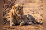 Lion Day 2023: जंगल का राजा शिकार नहीं करता, बब्बर शेर से जुड़े ये 10 फैक्ट्स आपका दिमाग घुमा देंगे