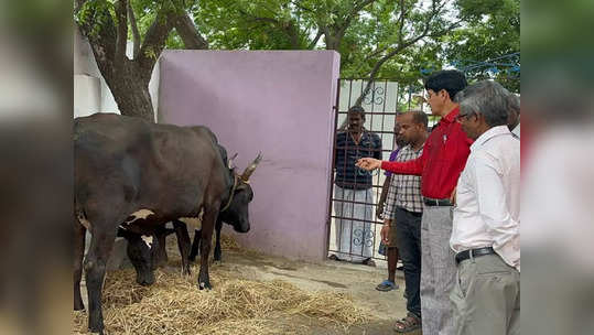 சென்னையில் சிறுமியை முட்டிய மாடு... களத்தில் இறங்கிய ராதாகிருஷ்ணன்... கால்நடை  வளர்ப்போருக்கு வார்னிங்!