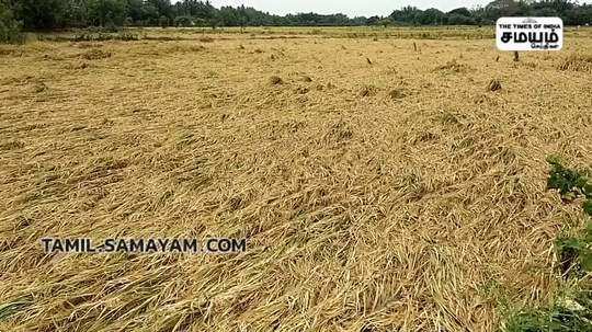 heavy rain at mayiladuthurai paddy crops were damaged due to waterlogging in 500 acres