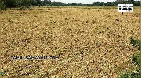 heavy rain at mayiladuthurai paddy crops were damaged due to waterlogging in 500 acres