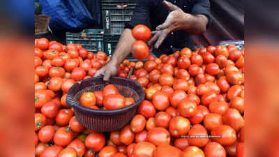 Tomatos Price Today: खुशखबरी! एक दिन में 37 पर्सेंट गिरे टमाटर के रेट, मंडियो में बढ़ी 4 गुना आवक