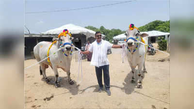 ఒంగోలు గిత్తల జత కోటి రూపాయలు.. ఏపీ వాసికి అమ్మిన హైదారాబాద్ ఏఎస్పీ 