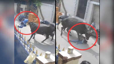 Cow Attack Viral: স্কুল পড়ুয়াকে শিঙে তুলে আছাড়! মায়ের সামনেই মাটিতে ফেলে গুঁতিয়ে গেল গরু, প্রকাশ্যে ভিডিয়ো