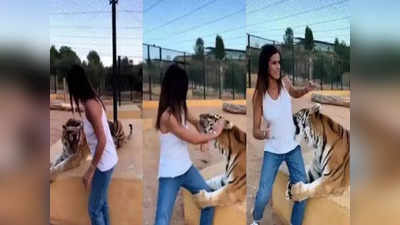 Tiger Viral Video: বাঘকে আদর করতে গিয়ে চরম বিপদ! আচমকাই তেড়ে এসে কামড় তরুণীকে, তারপর? প্রকাশ্যে ভিডিয়ো