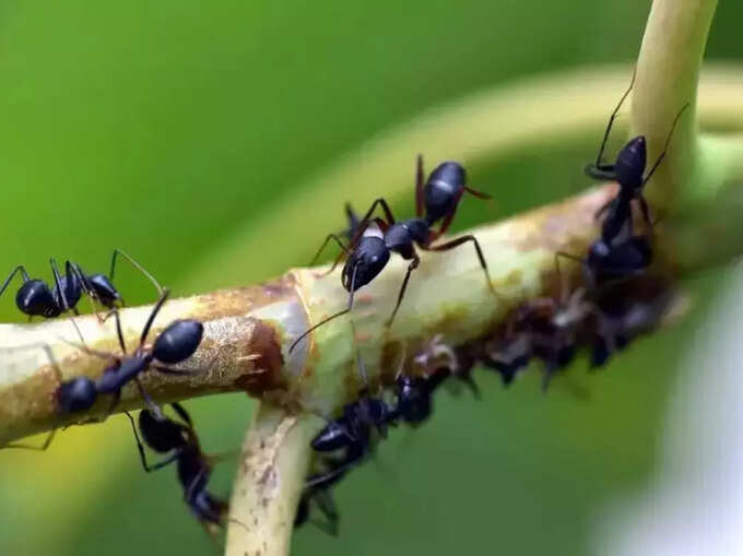 ​કીડીઓને લોટ ખવડાવો