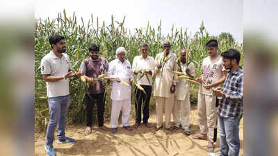 Haryana News: अमेरिकन सुंडी ने बढ़ाई हरियाणा के किसानों की चिंता, बाजरे की फसल को पहुंचाया नुकसान