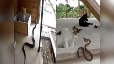 Cat Snake Fight Viral: কিং কোবরার সঙ্গে জোর লড়াই! বিষধরকে সপাটে জবাব বিড়ালের, দেখুন বিরল মুহূর্তের ভিডিয়ো