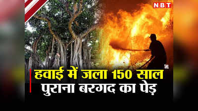 भारत से 150 साल पहले ले जाया गया था बरगद का पेड़, हवाई की आग में जलकर हुआ खाक