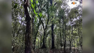 Forest Conservation Act in Mizoram :  নতুন বন সংরক্ষণ আইনের প্রতিবাদ, স্বাধীনতা দিবসে কালো পতাকা উত্তোলনের সিদ্ধান্ত পরিবেশ কর্মীর
