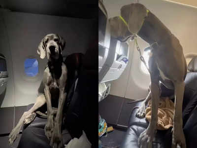 प्लेन में बगल वाली सीट पर 63 किलो के कुत्ते को सफर करता देख उड़े यात्रियों के होश, मालिक ने खरीदे 3 टिकट