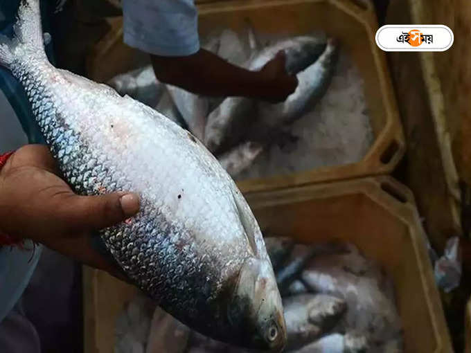 Hilsa Fish