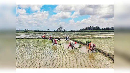 நாளை முதல் விவசாயிகளின் பயிர்க்கடன்கள் ரத்து... அதிரடி காட்டும் தெலுங்கானா அரசு!