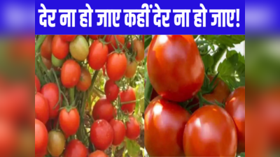 Bihar Tomato Price: आपका ध्यान किधर है, बिहार के इस शहर में टमाटर ₹70 किलो है